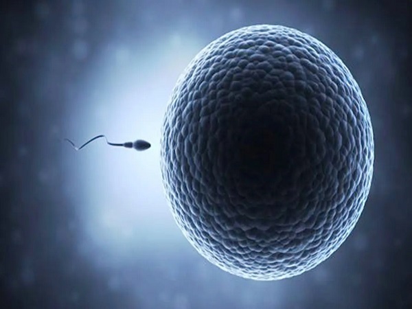 精子和卵子结合需要一定的过程