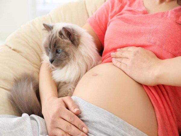 怀孕期间可以养猫