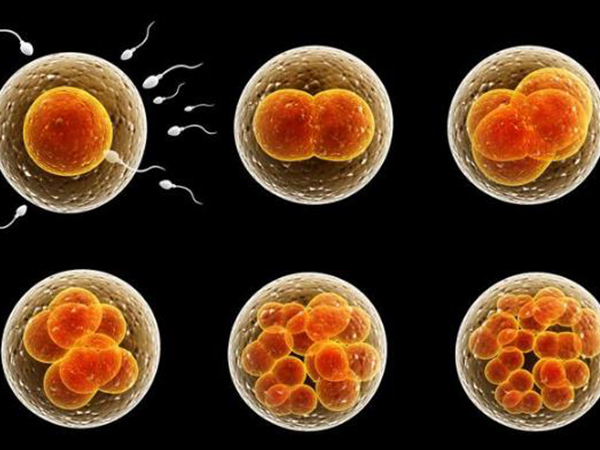 试管移植后胚胎在子宫的游走图分享