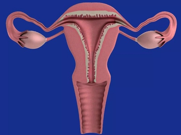子宫内膜厚度影响女性生育