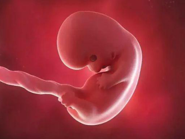 怀孕8到12周胚胎还不稳定