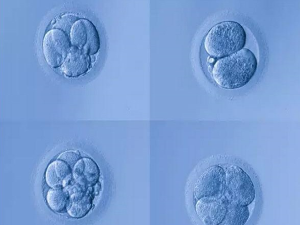 4aa囊胚相当于是一级胚胎
