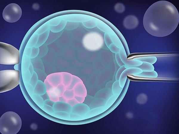冻胚移植的成功率高于鲜胚移植