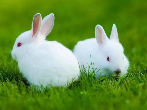 2023兔年不适合生子的生肖有3个