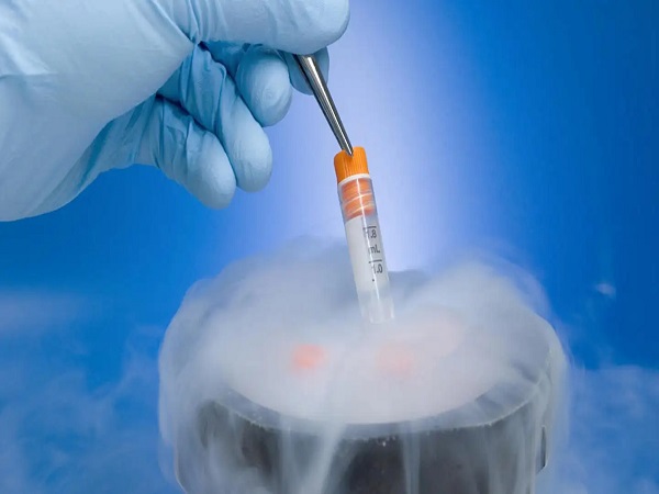 移植一个冻胚的成功率并不低