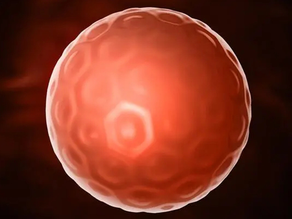 胚胎性别取决于精子染色体