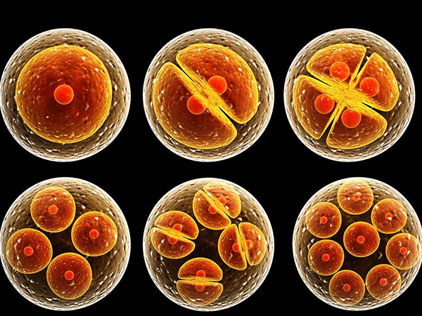 临床上囊胚共分为6级胚胎