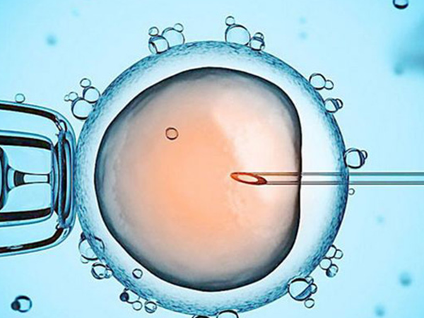 移植两个囊胚可能会怀双胎