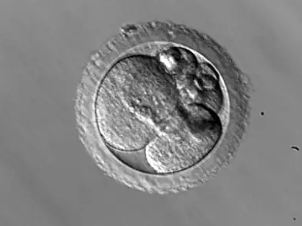 非整倍体胚胎的移植成功率很低