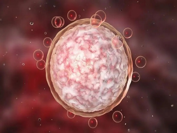 卵泡的生长发育会影响怀孕