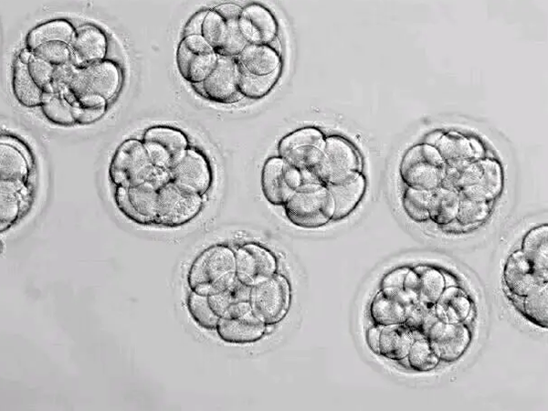 第五天的融合胚胎算是优质胚胎