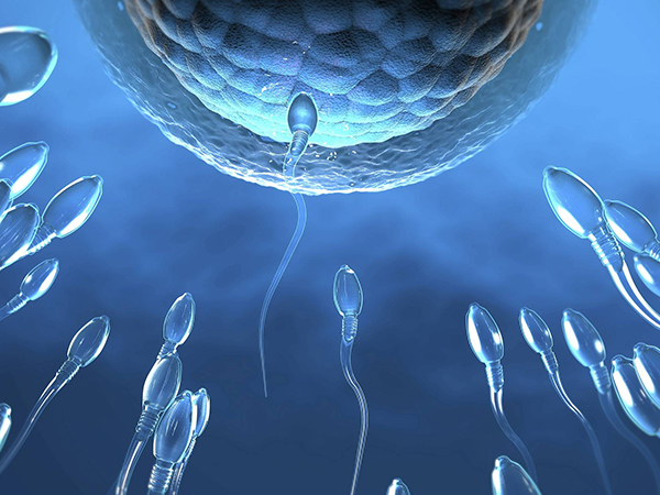 取卵多配成胚胎少与精子质量有关