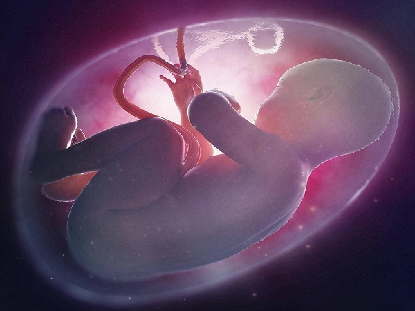 胎儿双顶径大小和发育情况有关