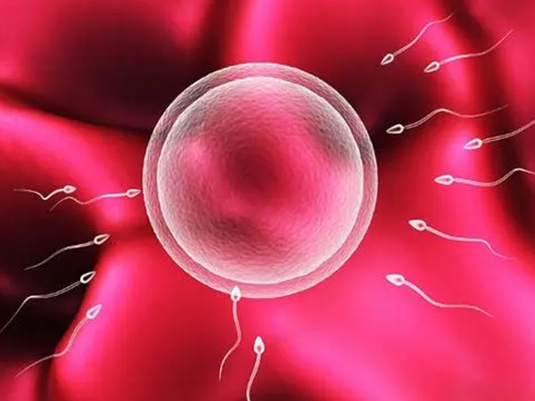 卵细胞受精时会出现透明带反应