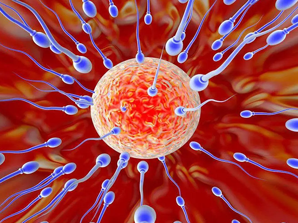 精子洗涤能提高胚胎受精成功率