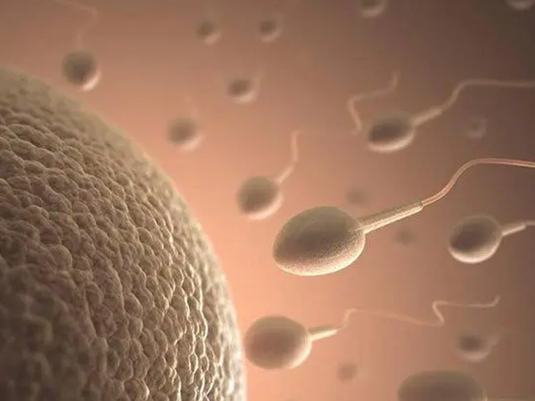 精子等卵子会增加受孕的几率