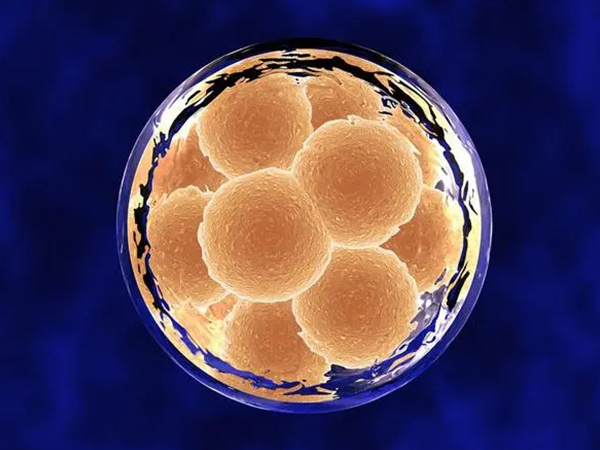 4ac囊胚属于四级胚胎