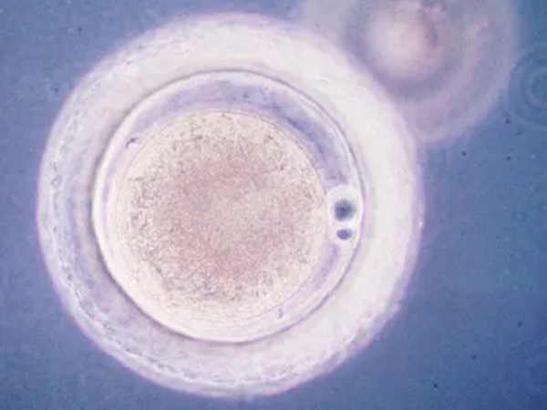卵子透明带异常会降低生育能力