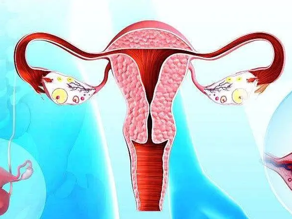 供卵试管成功率会受卵巢功能影响