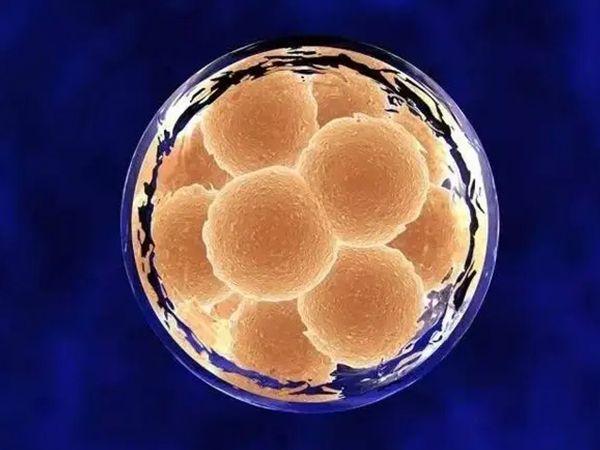 嵌合体40%的囊胚可以考虑移植