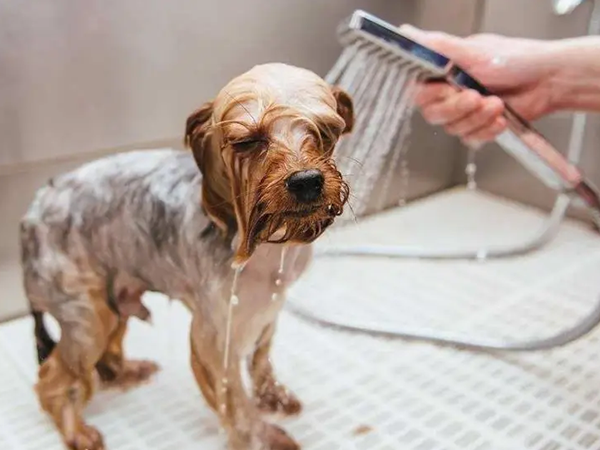 狗毛容易滋生细菌和致病菌