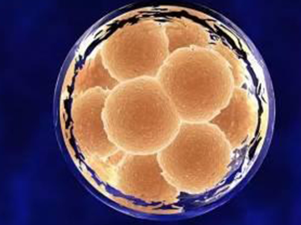 囊胚可以分为6个级别