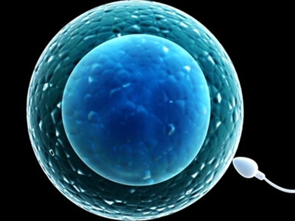 培养三天的胚胎细胞数目在6-10之间