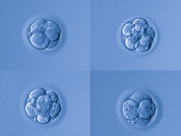 10细胞鲜胚发育过快