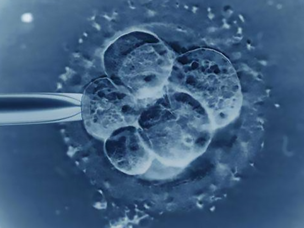 5天囊胚正处于一个孵化的阶段