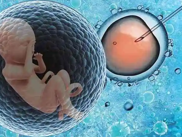 试管婴儿短方案能够移植鲜胚