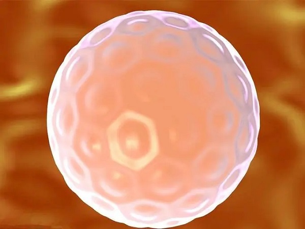试管婴儿有鲜胚、冻胚、囊胚三种移植方式