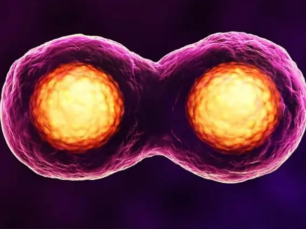 囊胚质量能会影响移植成功率
