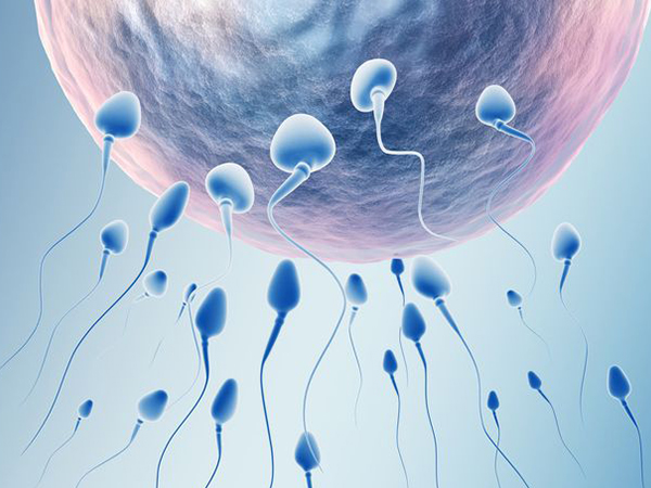 抗精子抗体会阻碍精卵正常结合