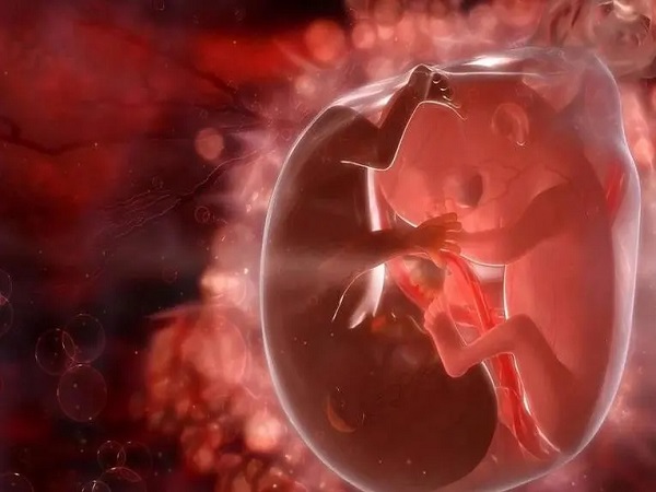 怀孕前三个月胎儿的发育并不稳定
