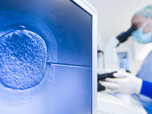 6细胞胚胎可以尝试养囊