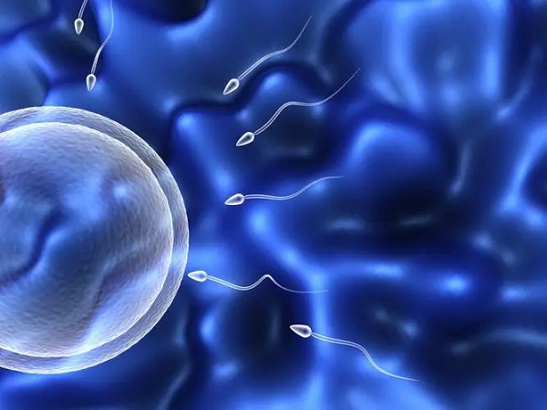 胎儿的性别有男性的染色体决定
