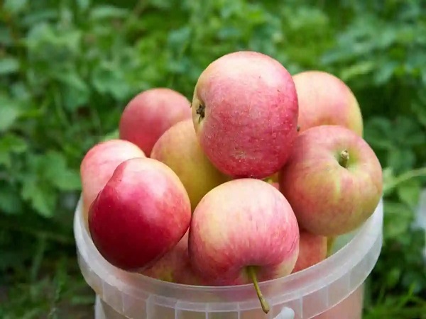 苹果是子宫肌瘤最怕的三种水果之一