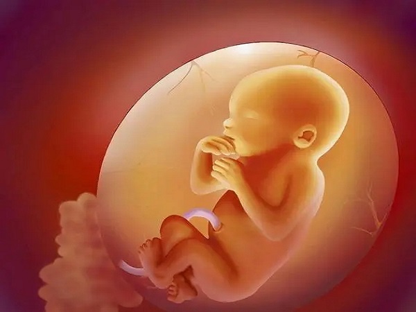 70天的胎儿图片图片