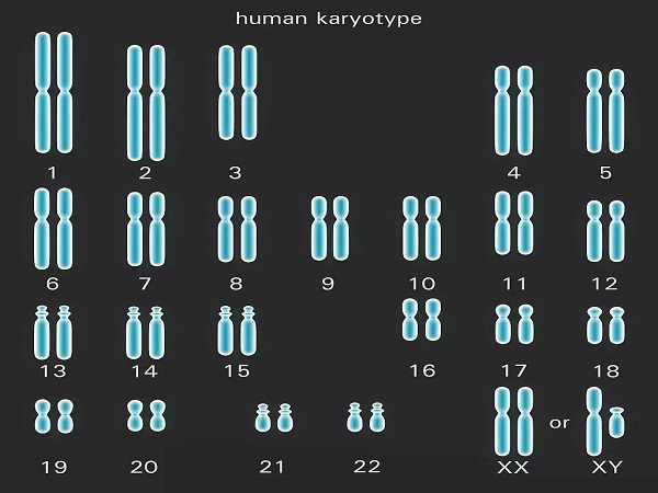 人体性染色体图片