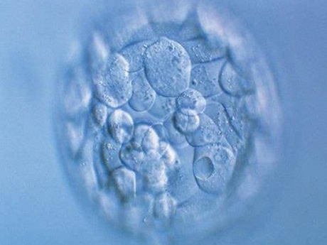 二级胚胎成功率在50%左右