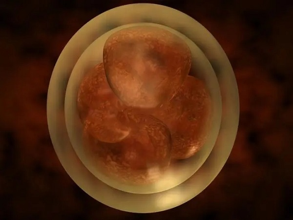 胚胎存在等级划分