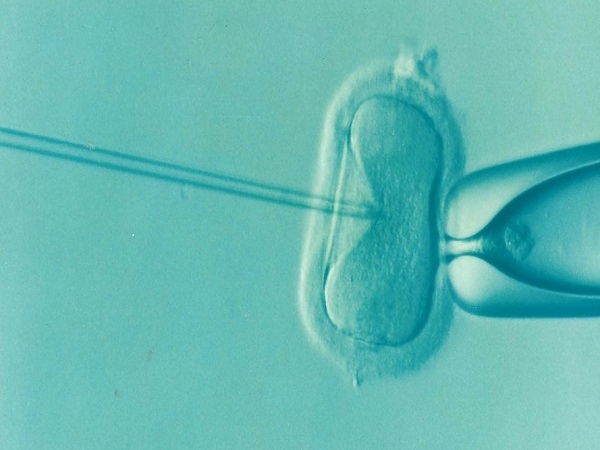 三级胚胎移植成功案例也不在少数