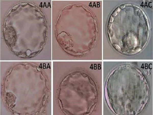 4ab和4bb胚胎有一定的相似