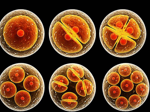 质量好的胚胎也不能保证一定成功