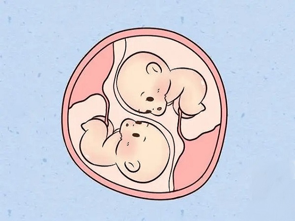 单卵裂变就会形成双胎或多胎