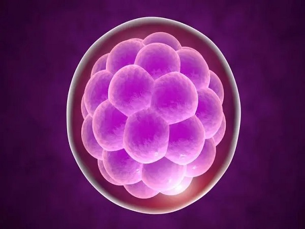4aa和4bb的胚胎在质量上有区别