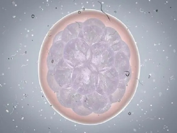 融合胚胎和囊胚是完全不同的胚胎