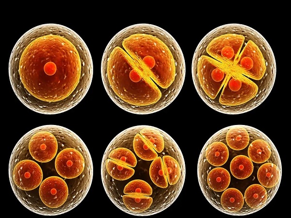 融合胚胎和囊胚在发育时间上有区别