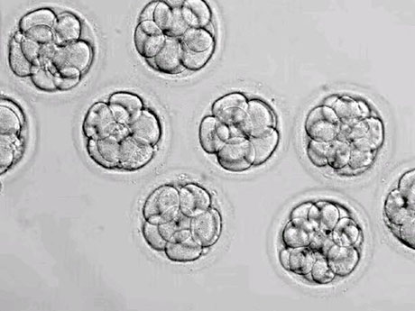7细胞三级胚胎不属于优胚