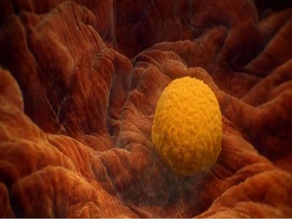 胚胎是否着床是女性备孕期间最关注的问题